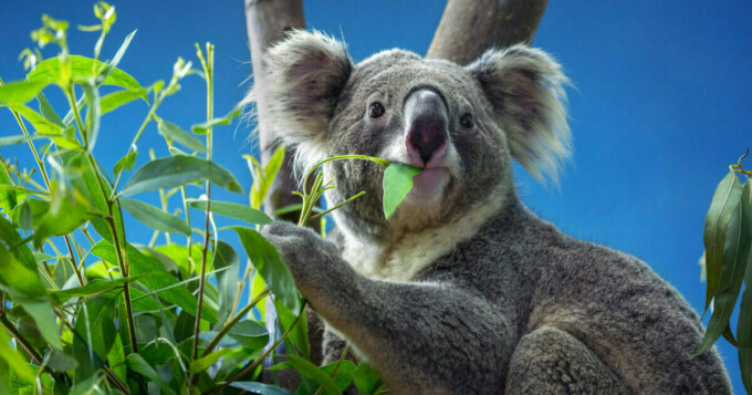 fiatal koala eukaliptusz levelet eszik