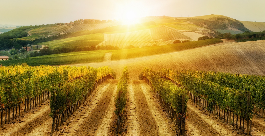 Vineyard landscape in Tuscany, Italy.