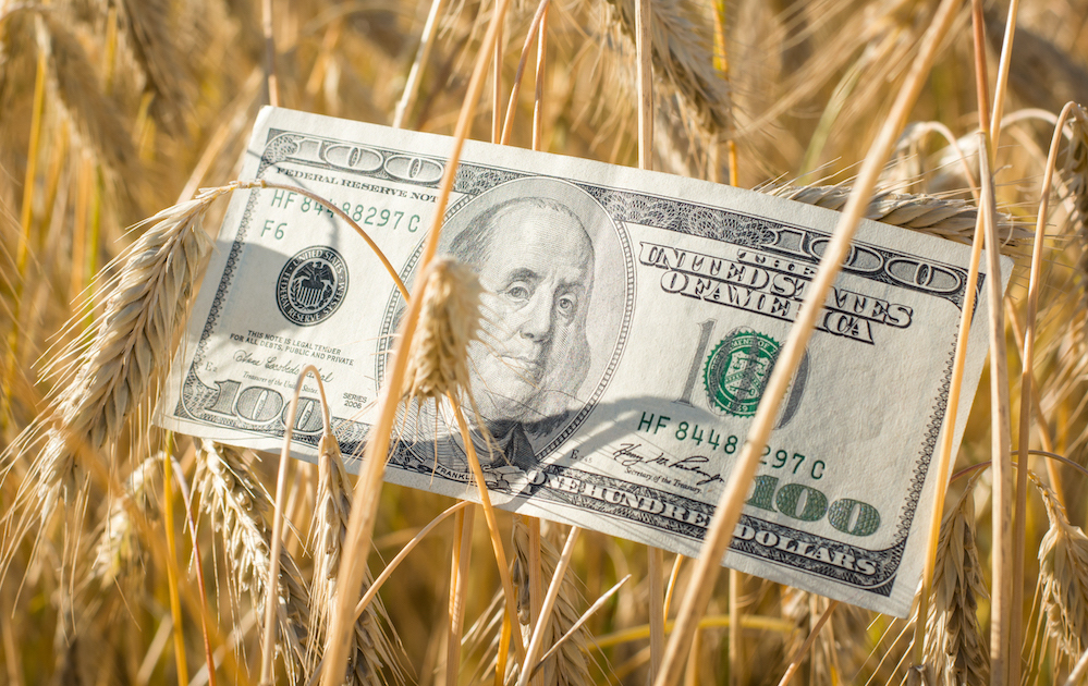 One hundred US dollar banknote in the field of ripe rye at sunset