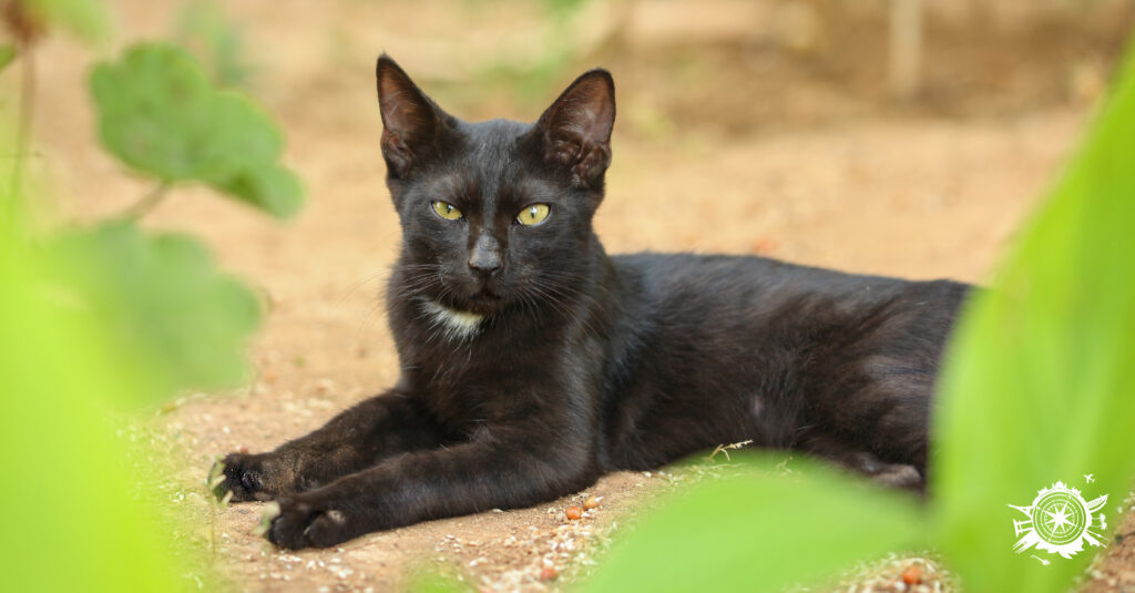 Őrült vagy éppen vicces és nevetséges babonák, nincs a földön olyan ember, aki ne lenne akár csak egy picit is babonás. Tévhit vagy sem? KATTINTS >>>