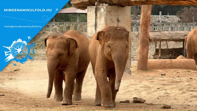 Fedezd fel az Elephant Nature Park világát, légy részese az állatvédelemnek Thaiföldön! KATTINTS és ismerd meg az önkéntesség lehetőségeit!