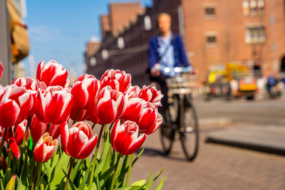 Ingyenes online esemény Hollandiáról: munkalehetőségek, szálláshelyzet, megélhetési költségek, oktatás, nyelvtudás, egészségügy 🇳🇱
